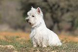 WESTIE 250